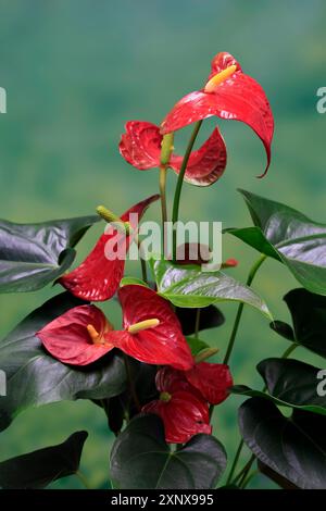 Fiore di fenicottero (Anthurium), fioritura, pianta di casa, Ellerstadt, Germania Foto Stock