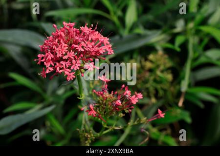 Red valerian (Centranthus ruber), fioritura, Elllerstadt, Germania Foto Stock