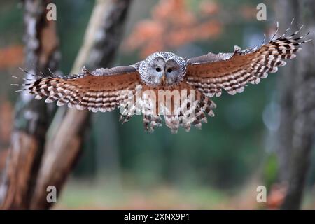 Gufo di Urale (Strix uralensis), adulto, in attesa, atterraggio, in autunno, Sumava, Repubblica Ceca Foto Stock