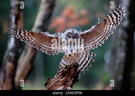 Gufo di Urale (Strix uralensis), adulto, in attesa, atterraggio, in autunno, Sumava, Repubblica Ceca Foto Stock