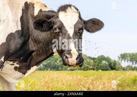 Mucche e mosche, autentico bagliore bianco e naso rosa e contatto visivo amichevole, molti bovini volano Foto Stock