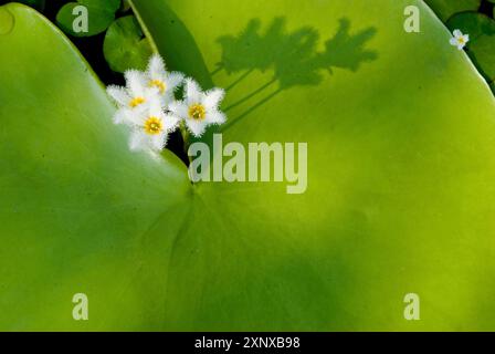 Fiori di fiocco di neve (Nymphoides indica) che fioriscono da grandi foglie verdi che gettano ombre in un ambiente tranquillo, Taoyuan, Taiwan, Asia Foto Stock