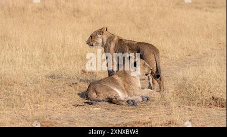 Leone (Panthera leo), due cuccioli distesi in erba secca, Khwai, Delta dell'Okavango, riserva di Moremi, Botswana Foto Stock