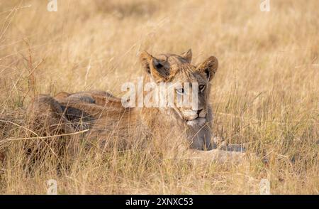 Leone (Panthera leo), due cuccioli distesi in erba secca, savana africana, Khwai, Delta dell'Okavango, riserva di caccia Moremi, Botswana Foto Stock