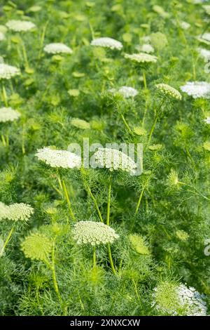 Stuzzicadenti (Ammi visnaga) noto anche come carota stuzzicadenti, pianta medicinale, tempo di fioritura in giugno, luglio, Canton Thurgau, Svizzera Foto Stock