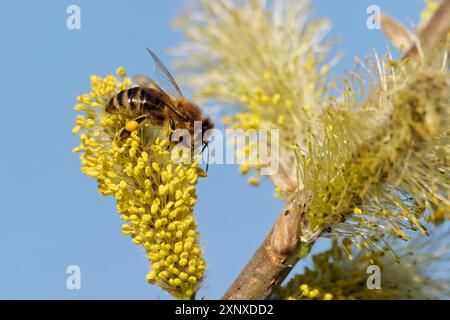 Fai un'ape su un gattino di salice Foto Stock