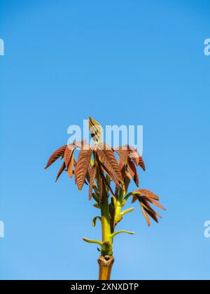 Foglie nuove su un albero di noce in primavera Foto Stock