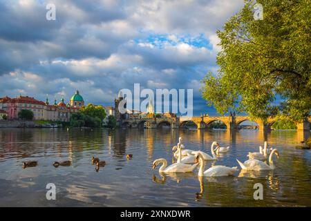 Cigni sul fiume Moldava con il Ponte Carlo, la Torre del Ponte della città OID e la cupola della Chiesa di San Francesco d'Assisi all'alba, sito Patrimonio dell'Umanità dell'UNESCO, Prag Foto Stock