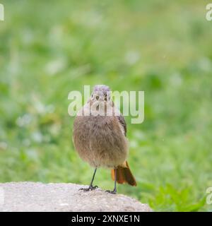 Femmina redstart su una pietra nel prato Foto Stock