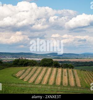 Vigneti sulle colline sopra Neusiedlersee in Burgenland Foto Stock