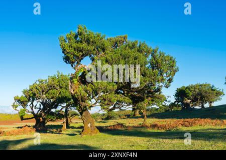 Foresta di allori, patrimonio dell'umanità dell'UNESCO, Sao Vicente, Madeira, Portogallo, Atlantico, copyright Europa: JanxMiracky 1359-1145 Foto Stock