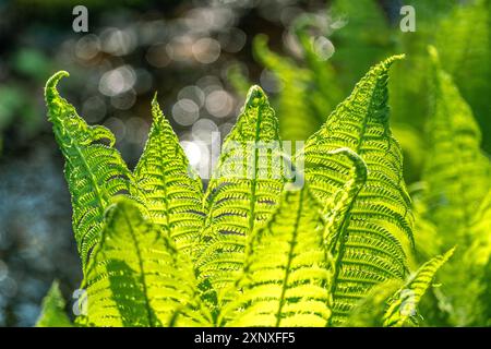 Primo piano di felci verdi lussureggianti in sole di primavera Foto Stock