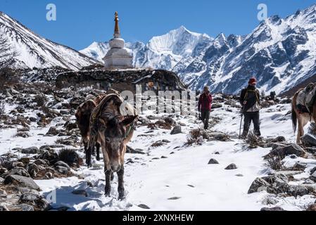 Branco di muli che cammina di fronte a uno stupa con cime d'alta quota, Gangchempo, Kyanjin Gompa, trekking nella valle di Langtang, Himalaya, Nepal, poliziotto asiatico Foto Stock