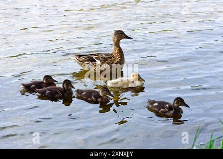 Maschili e anatroccoli femminili sul bordo del lago Lusiai a Paluse, Parco Nazionale Aukstaitija, Lituania, Europa Copyright: GOUPIxCHRISTIAN 1382-203 Foto Stock