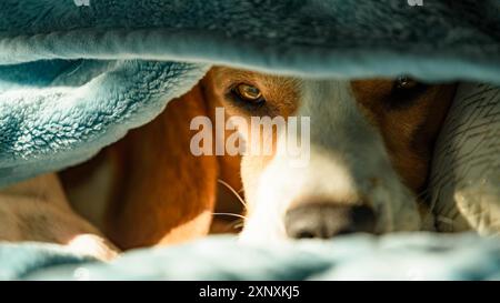 Cane beagle pigro e sonnolento sotto una coperta blu su un letto. Giornata di sole sullo sfondo di casa. Adorabile concetto di cane Foto Stock