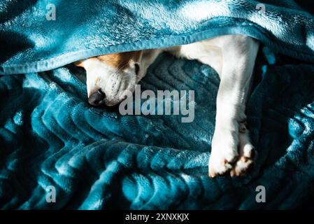 Cane beagle pigro e sonnolento sotto una coperta blu su un letto. Giornata di sole sullo sfondo di casa. Adorabile concetto di cane Foto Stock