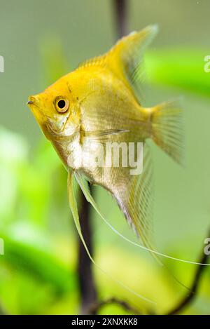 Pterophyllum scalare in acqua aqarium, giallo angelfish Foto Stock