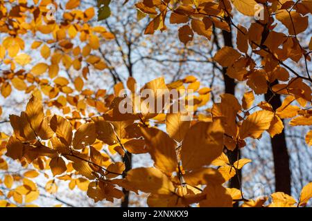 Faggio europeo (Fagus sylvatica) o foglie dorate di faggio comune in autunno. Fogliame giallo. Retroilluminato Foto Stock