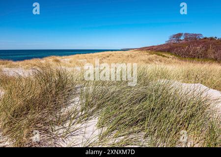 Paesaggio tra le dune sulla costa del Mar Baltico a Fischland-Darss Foto Stock