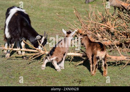 Giovani capre in primavera. Capra tedesca con un bambino su un prato Foto Stock