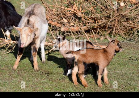 Giovani capre in primavera. Capra tedesca con un bambino su un prato Foto Stock