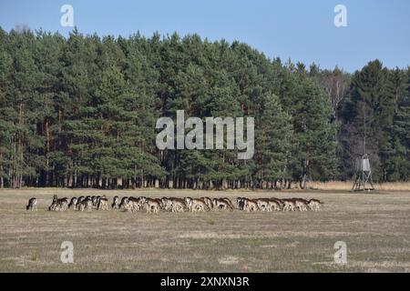 Dama dama pascolava sull'erba in un prato in primavera nell'alta lusazia, in sassonia. Mandria di cervi a riposo nell'alta lusazia in primavera Foto Stock