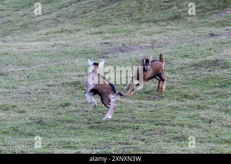 Capra tedesca con un bambino su un prato. Giovani capre con la voglia di vivere Foto Stock