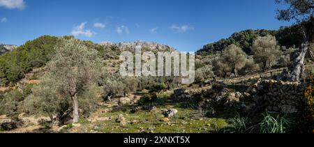 Olivar de Pastoritx, Valldemossa, Maiorca, Isole Baleari, Spagna Foto Stock