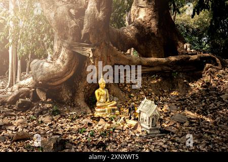 La statua buddista alla radice di un albero con foglie secche copriva il terreno e l'antico Wat kHU Khaw in rovina vicino a Wat kHU Kum nel distretto di Muang Foto Stock