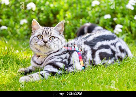 Giovane britannico capelli corti argento tabby capelli corti gatto mentire in giardino verde Foto Stock