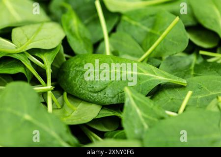 Porzione di Spinach fresco come scatto di primo piano dettagliato (fuoco selettivo) Foto Stock
