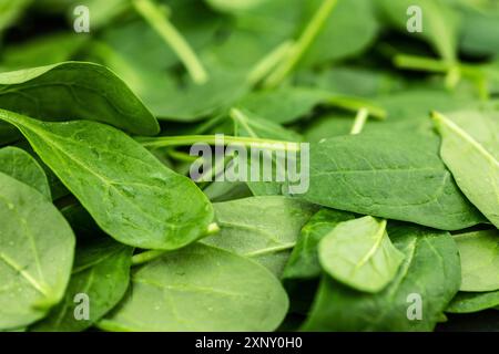 Porzione di Spinach fresco come scatto di primo piano dettagliato (fuoco selettivo) Foto Stock