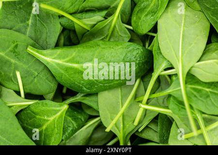 Porzione di Spinach fresco come scatto di primo piano dettagliato (fuoco selettivo) Foto Stock