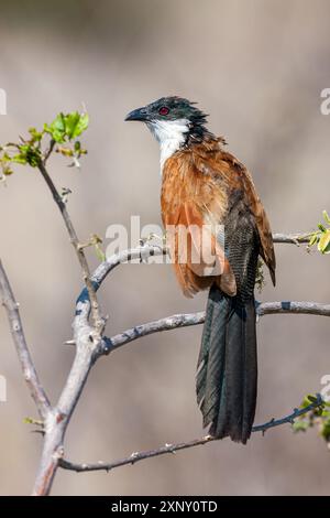 Sudafrica, Parco Nazionale di Kruger, Burchell's Coucal (Centropus Burchelli) Foto Stock