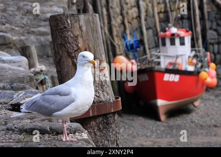 Gabbiano sul muro del mare nel porto sulla costa britannica, Clovelly, Devon Foto Stock