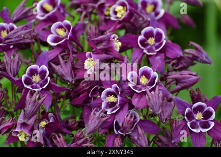 Bellissimo fiore di Aquilegia viola su uno sfondo naturale primo piano Foto Stock