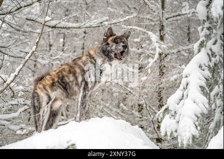 Cane Akita Inu con pelliccia grigia in piedi su una roccia con neve durante l'inverno, urlando come un lupo Foto Stock