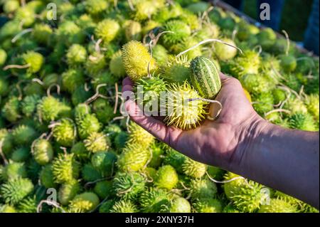 Maschio contadino bianco tiene in mano piccole zucche ornamentali verdi e prickly Foto Stock