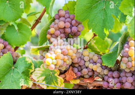 Primo piano mazzetti di uva viola gialla appendono su una pianta di vite nel mese di settembre prima della vendemmia, foglie verdi di fronte Foto Stock