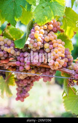 Primo piano mazzetti di uva viola gialla appendono su una pianta di vite nel mese di settembre prima della vendemmia Foto Stock