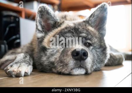 Primo piano Akita inu con pelliccia grigia si sta rilassando a terra in una casa dopo una lunga passeggiata all'aperto Foto Stock