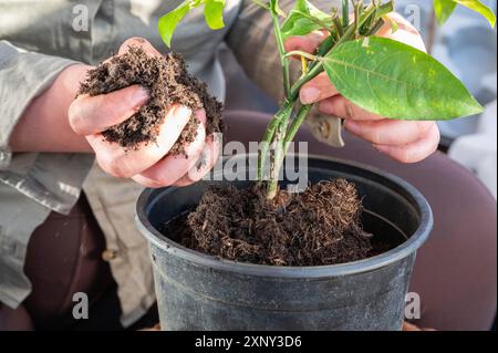 Close-up donna repota una pianta in un vaso più grande, frutto della passione pianta, tenendo il terreno in mano, senza volto visibile Foto Stock