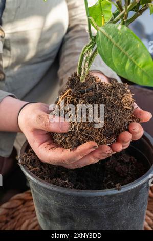 La donna sta tenendo una pianta di frutto della passione con terreno e radici nelle sue mani, repotting esso in una pentola più grande, sul balcone, nessun volto visibile, colpo verticale Foto Stock