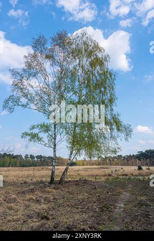 Escursioni nella brughiera della foresta di Diersfordt in primavera Foto Stock