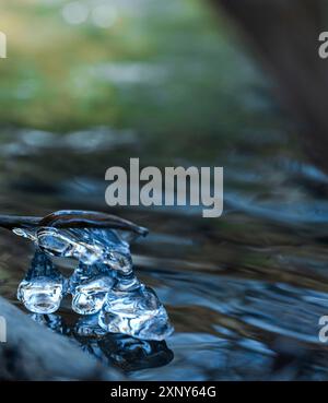 Cristalli di ghiaccio sulle radici in un ruscello nel Westerwald, Germania Foto Stock