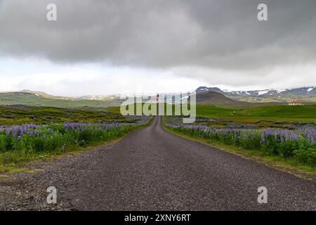 Chiesa alla fine di una strada e campi lupini in Islanda Foto Stock