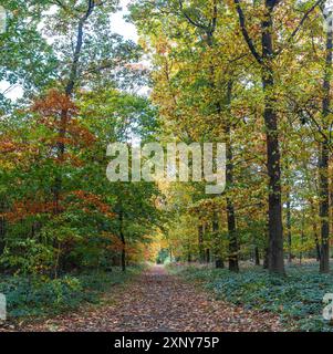 Una passeggiata nella foresta di Duisburg in autunno Foto Stock