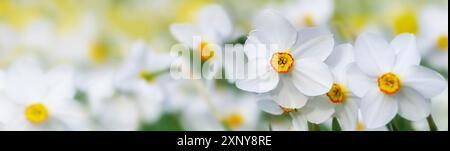 Fiori di poeti bianchi daffodil (Narcissus poeticus) con un anello giallo rosso in fiore che cresce in un prato fiorito, formato banner panoramico Foto Stock