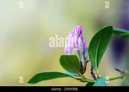 Bocciolo rosa di un fiore di azalea, genere Rhododendron, arbusto fiorito in primavera, sfondo verde naturale con ampio spazio per le copie, messa a fuoco selezionata, stretto Foto Stock