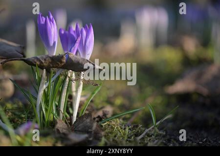 Fiori di cocco blu viola che crescono attraverso una foglia secca dell'ultimo anno, metafora del potere della natura che supera il vecchio e crea nuove copie Foto Stock